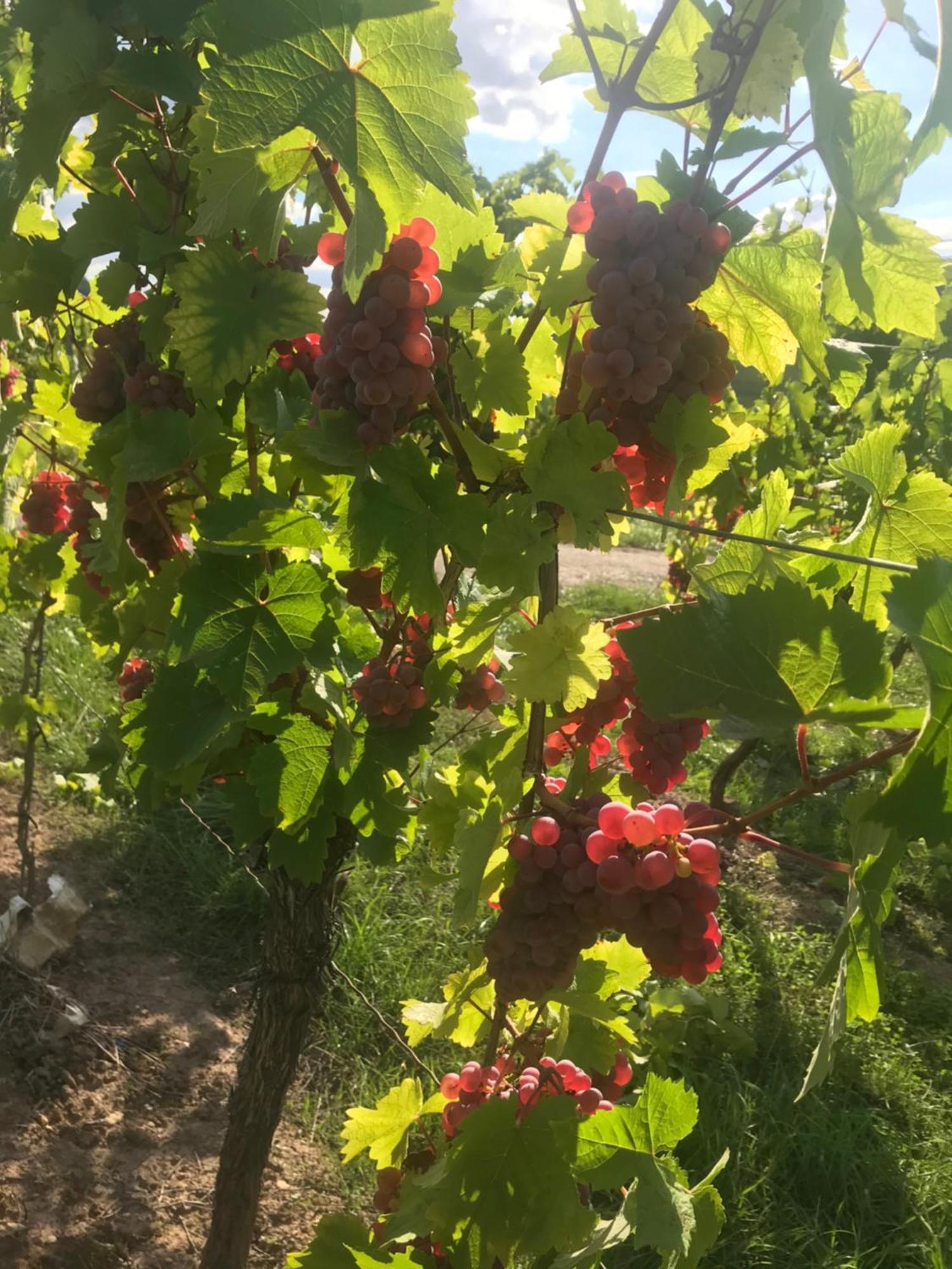 Gaestehaus Und Weingut Bernd Frieden Nittel Εξωτερικό φωτογραφία