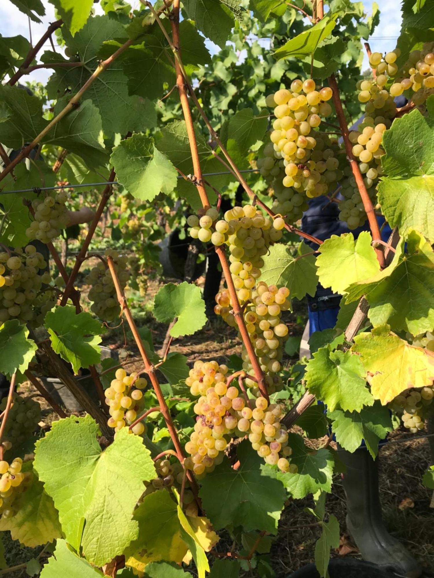 Gaestehaus Und Weingut Bernd Frieden Nittel Εξωτερικό φωτογραφία