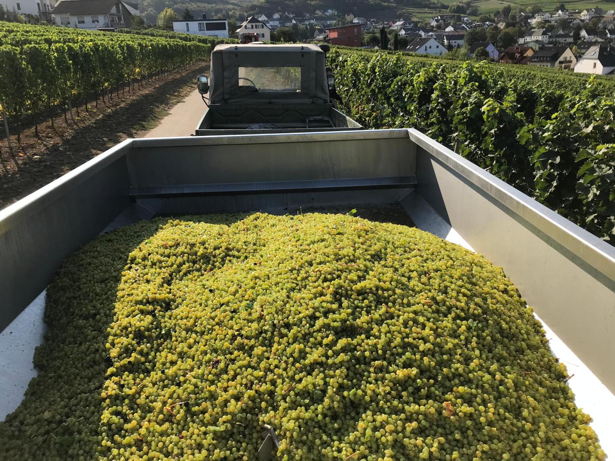 Gaestehaus Und Weingut Bernd Frieden Nittel Εξωτερικό φωτογραφία