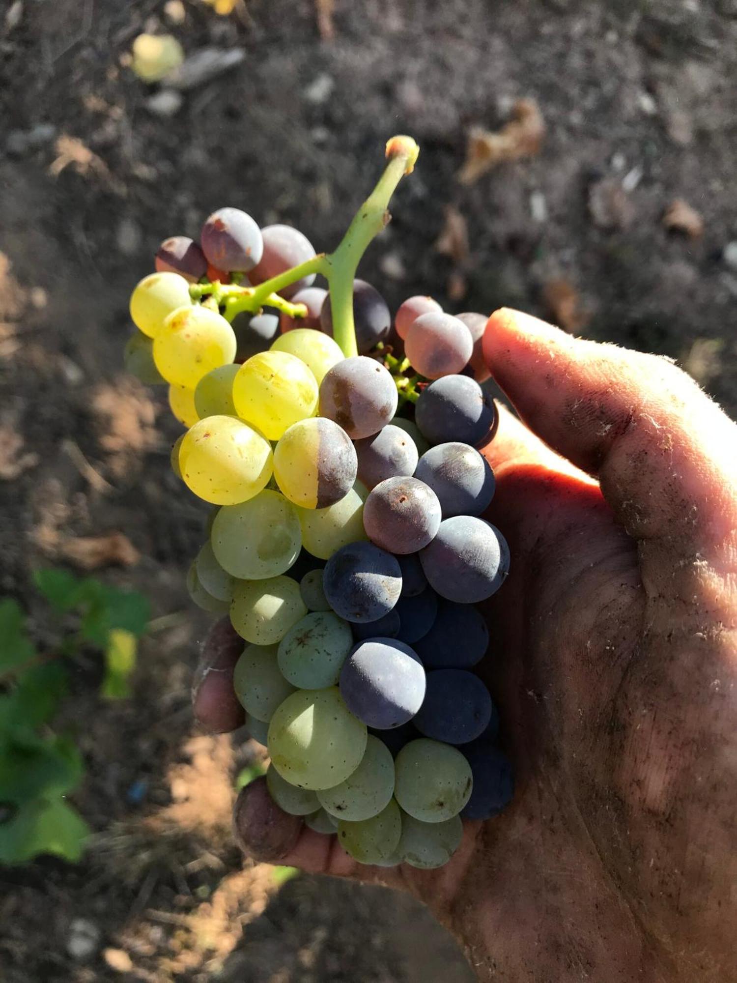 Gaestehaus Und Weingut Bernd Frieden Nittel Εξωτερικό φωτογραφία