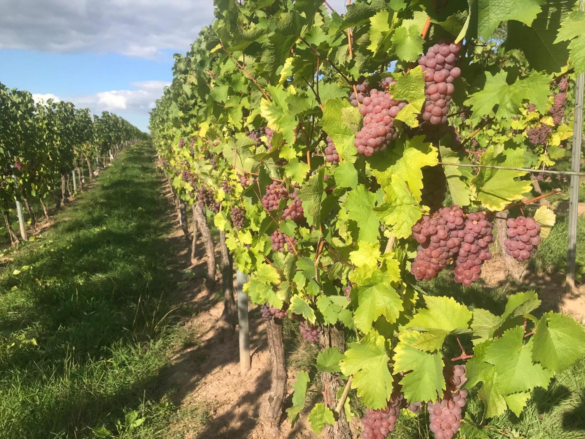 Gaestehaus Und Weingut Bernd Frieden Nittel Εξωτερικό φωτογραφία