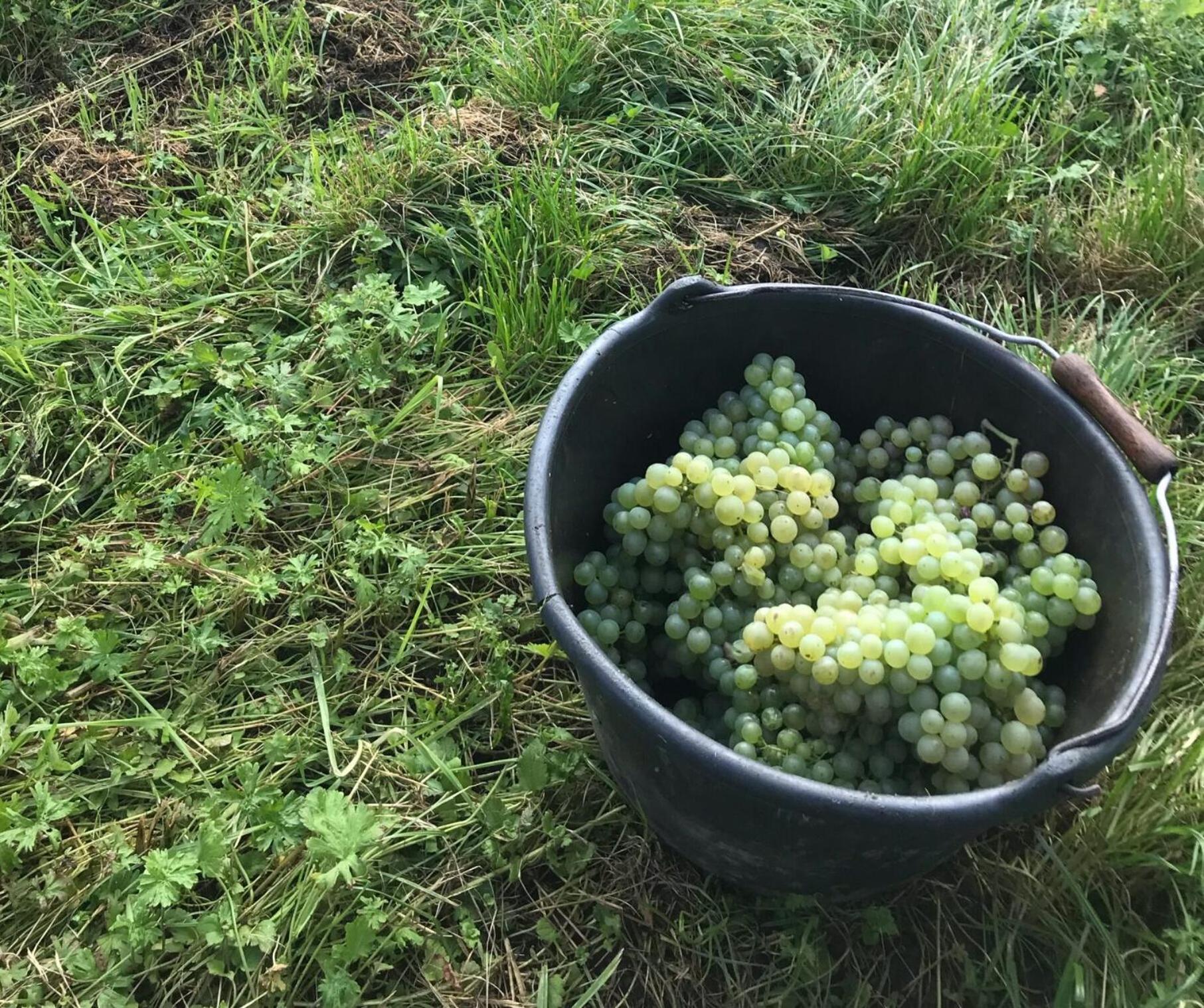 Gaestehaus Und Weingut Bernd Frieden Nittel Εξωτερικό φωτογραφία
